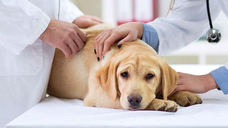 У Тернополі безплатно вакцинуватимуть домашніх тварин від сказу