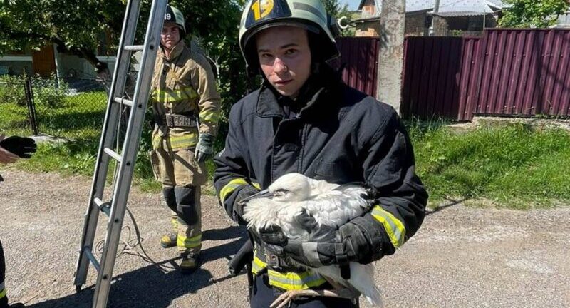 На Тернопільщині врятували лелеченя, яке випало з гнізда