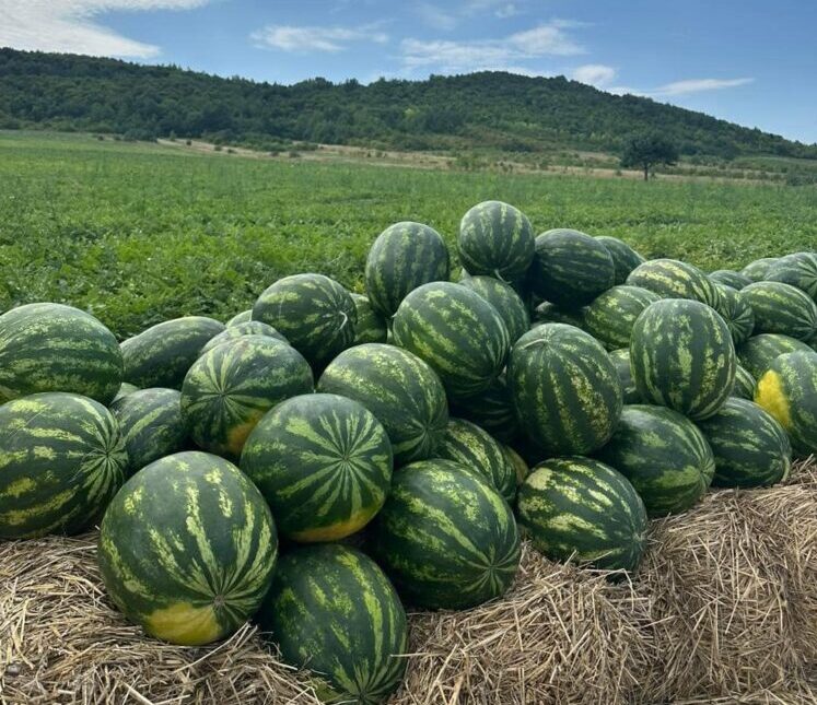 На Львівщині вирощують кавуни