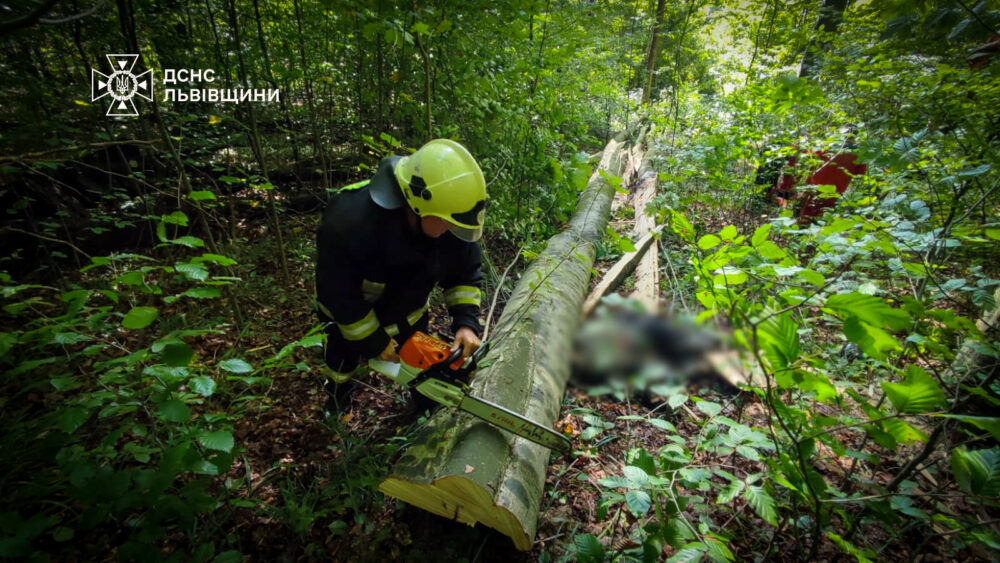 У лісі на Львівщині загинув чоловік внаслідок падіння дерева